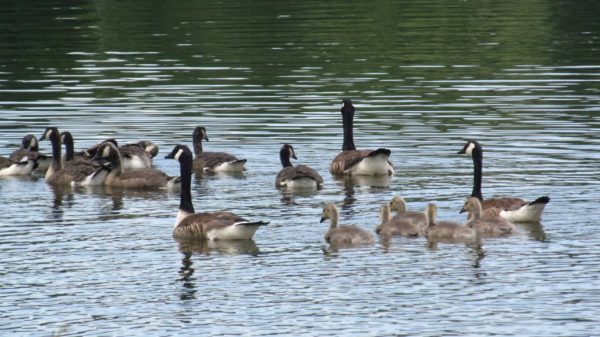 Little Lake Wassookeag – MaineHighlandsnMore